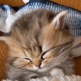 Mew meow