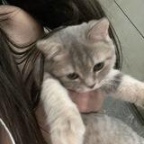 V¡