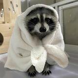 🦝