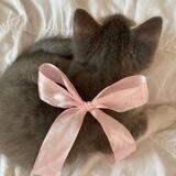 kittenn