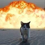 meow