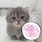 chit — chat’s :3