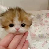 kitten <3
