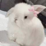 the prettiest rabbit's :3! 🐇 🎀🕯️