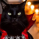 Noir The Vampire Cat