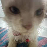 Simba want to buy
