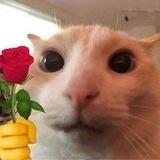 achi