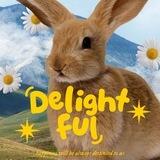 Delightful on working