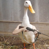 🦆 - Ducknots WTB!!