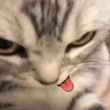 leyci