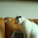 Kucing Bersuara