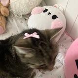 ♡ Biu-biu, CLOSE PFP.