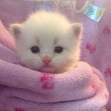 kitty