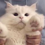 ayanaa