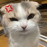 elinnnbot