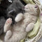 meowgical!