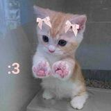 — Chevany wts!