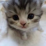 Kucing.