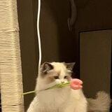seraa