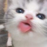 Meong 🐾