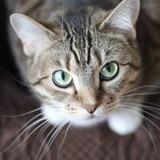 DollyCat Airdrop