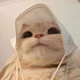 ʚ Meongie
