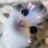 si imut