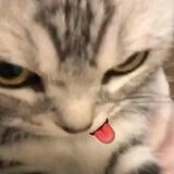 jijipp