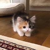 cy, 🐈‍⬛.