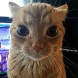 nyanko