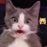 cattiesh—cat!