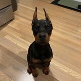 dee