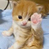 catto.. ♥️