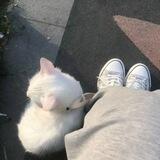 dokitti helper!