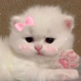 tiny kitten