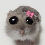 marmut kokwett 🎀🐹🎀