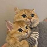yaaaa