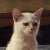 nao
