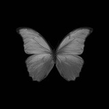 Butterfly's