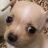 PDFify