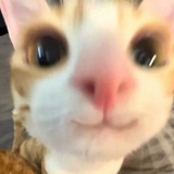 wtb bot, JANGAN OOT.