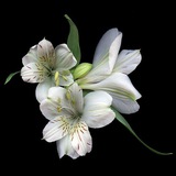 Eternal Bloom.