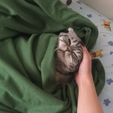 Ucing