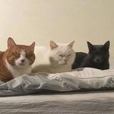 miaw