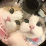 Ayarin's property