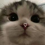 bestii catbeii