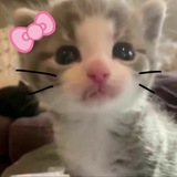 mau wiskas