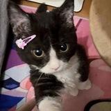 jane’s helper