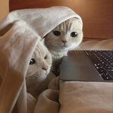 bot ngabisin duit