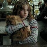 🐈💗💌